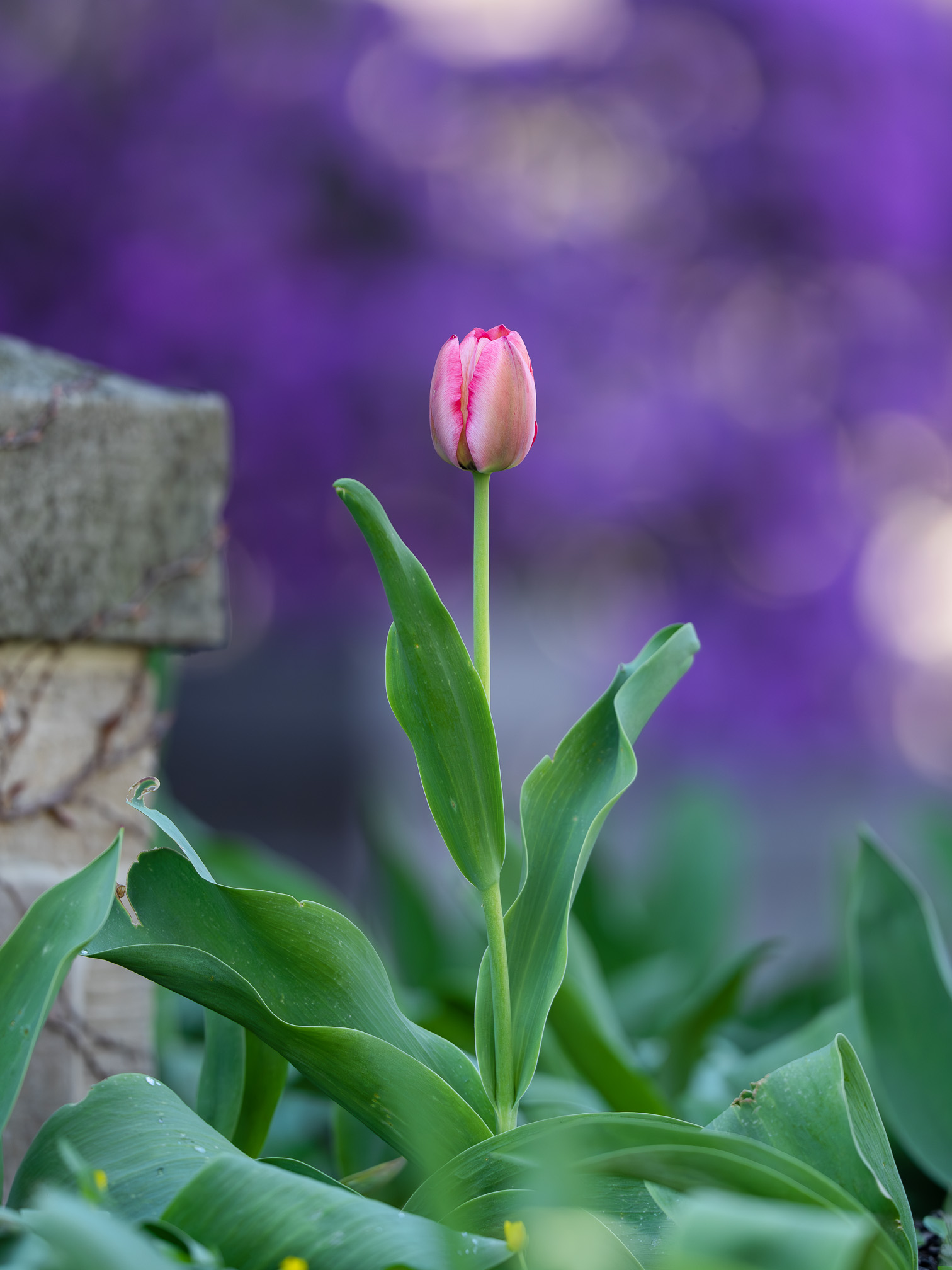 Spring in Pink